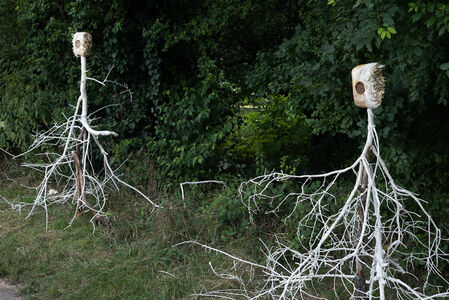 Fungal Communication
